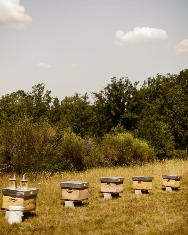 Angelina Jolie Pilihan Guerlain Sebagai ‘Godmother’ Women for Bees
