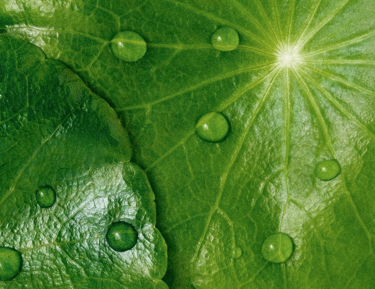 cica