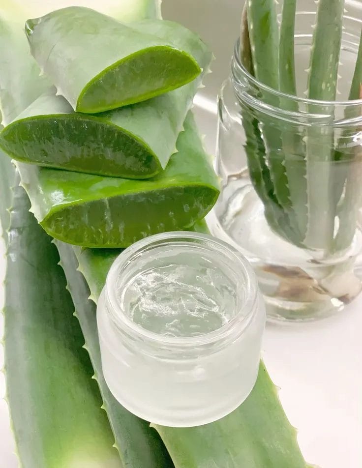 Aloe vera
